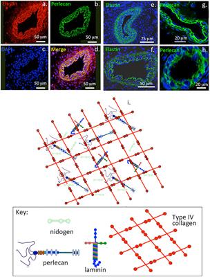 Perlecan, A Multi-Functional, Cell-Instructive, Matrix-Stabilizing Proteoglycan With Roles in Tissue Development Has Relevance to Connective Tissue Repair and Regeneration